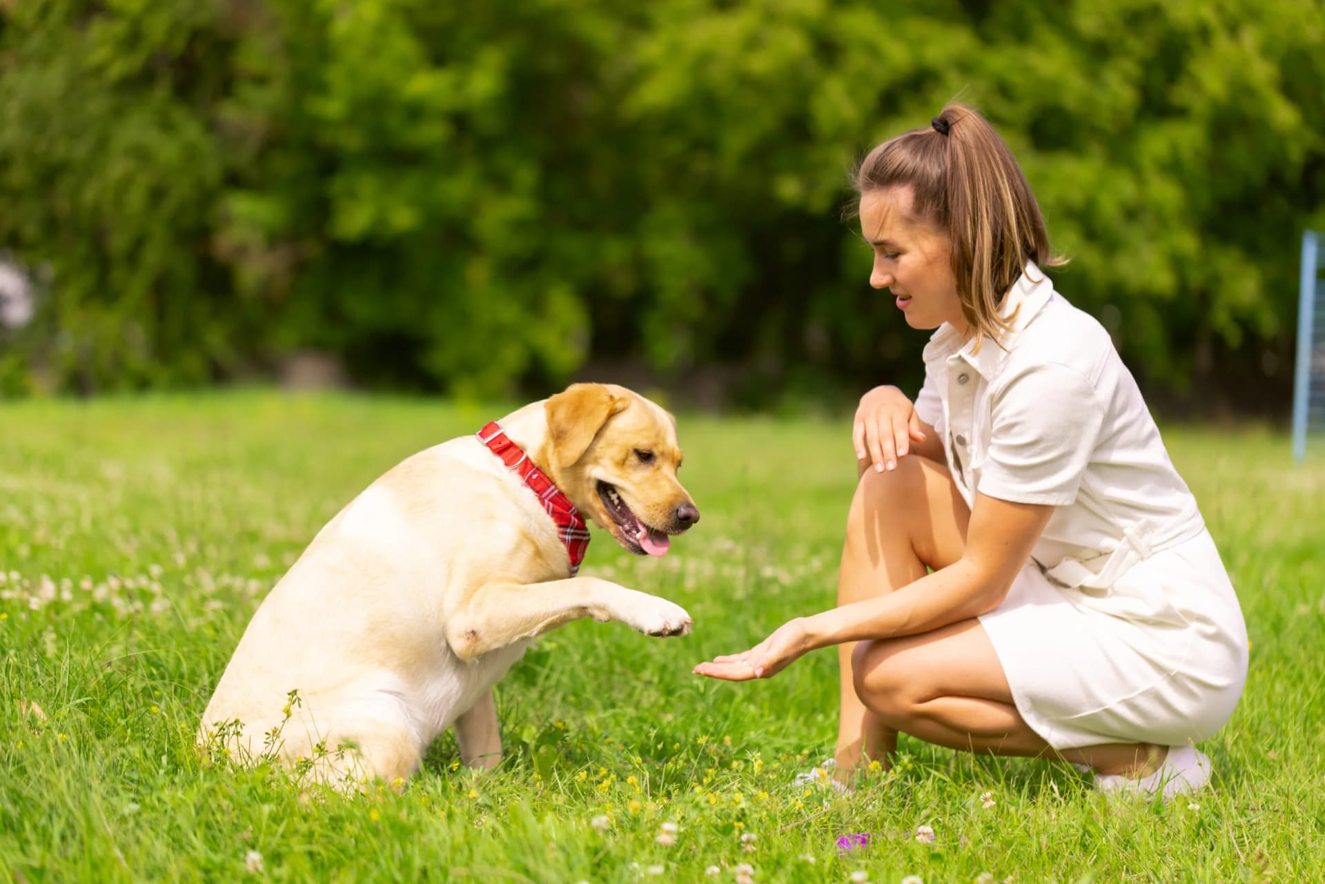 Expert Des Plaines Dog Training Tips from Rob's Dog Training